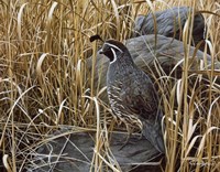 Golden Grasses Fine Art Print