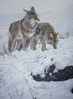 Winter Storm- Coyotes Fine Art Print