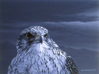Gyr Falcon Portrait Fine Art Print
