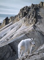 Ramparts- Mountain Goats Fine Art Print