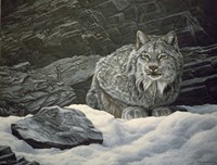 Resting Spot Fine Art Print