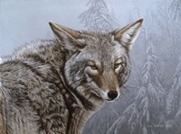 Coyote Portrait Fine Art Print