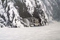 Waiting Out The Storm Fine Art Print