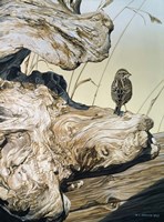 Driftwood Fine Art Print