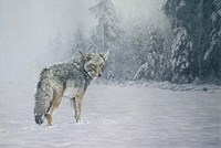 Coyote In Snow Fine Art Print