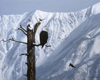 Winter Perch Fine Art Print