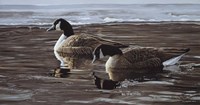 A Break In The Ice- Canada Geese Fine Art Print