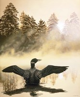 Misty Dawn - Loon Fine Art Print
