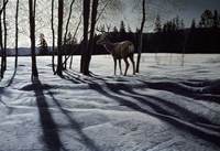 Afternoon Shadows- Mule Deer Fine Art Print