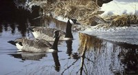 Spring Arrivals- Canada Geese Fine Art Print