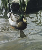 Reflections Fine Art Print