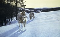 At End Of Day- Wolves Fine Art Print