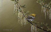 Black Throated Green Warbler Fine Art Print