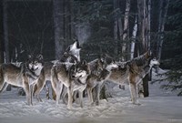 Breaking The Silence- Wolves Fine Art Print
