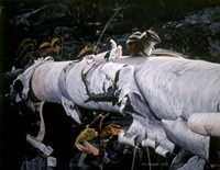 Birch Log Fine Art Print