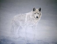 Arctic Winds Fine Art Print