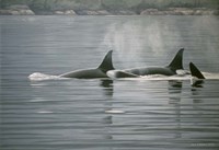 Coastal Vapours Fine Art Print