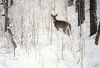 Deep Snow- Whitetail Fine Art Print