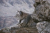 Resting Bobcat Fine Art Print