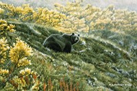 Grizzly In The Blueberries Fine Art Print