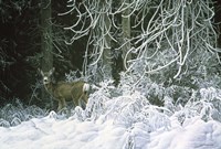 Snow Palace - Mule Deer Fine Art Print