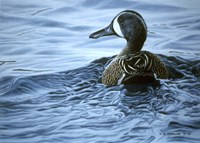 Blue Winged Teal Fine Art Print