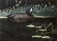 Teal On Water Fine Art Print