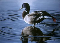 Morning Stretch Fine Art Print