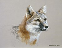 Swift Fox Fine Art Print