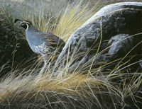 California Quail Fine Art Print