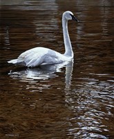 Evening Amber Fine Art Print