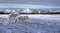 First Snow - Arctic Wolves Fine Art Print