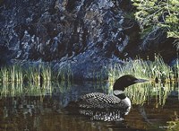 Summer - Loon Fine Art Print