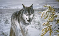 Lone Wolf Fine Art Print