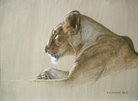 Lionness Fine Art Print