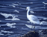 Snowy Egret Fine Art Print