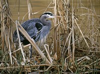 Early Spring - Great Blue Heron Fine Art Print