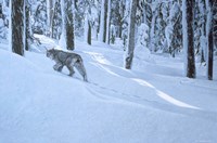 Northern Winter Fine Art Print