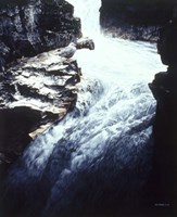 Dipper Fine Art Print