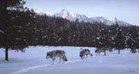 Evening Glow- Wolf Pack Fine Art Print
