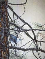 White Breasted Nuthatch Fine Art Print