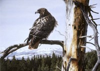 Red Tailed Hawk Fine Art Print