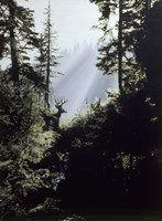 Edge Of The Forest Fine Art Print