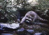 Searching The Stream- Racoon Fine Art Print