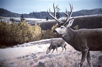 Mule Deer In Aspen Fine Art Print