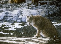 Bobcat Fine Art Print
