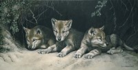 Three Little Wolves Fine Art Print