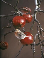 Winter Apples Fine Art Print
