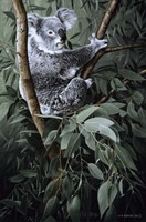 Eucalyptus Climber Fine Art Print