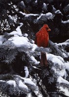 Cardinal In Blue Spruce Fine Art Print